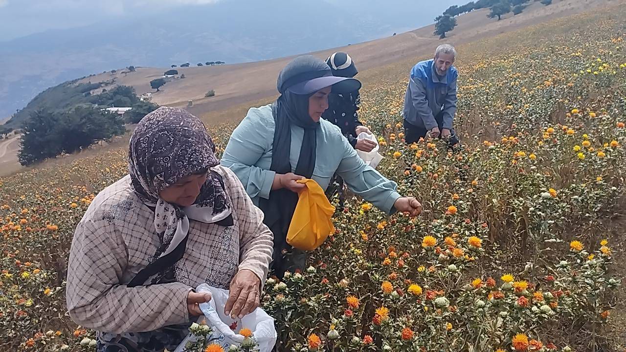 برای نخستین بار در گیلان انجام شد:  زراعت دانه روغنی «گلرنگ» در شهرستان رودبار