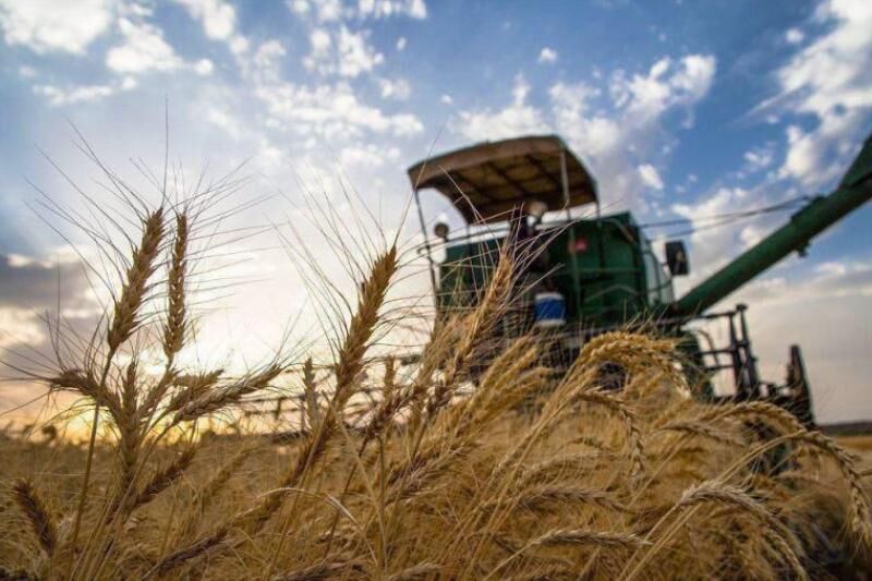 آغاز خرید تضمینی  محصول گندم از کشاورزان رودبار